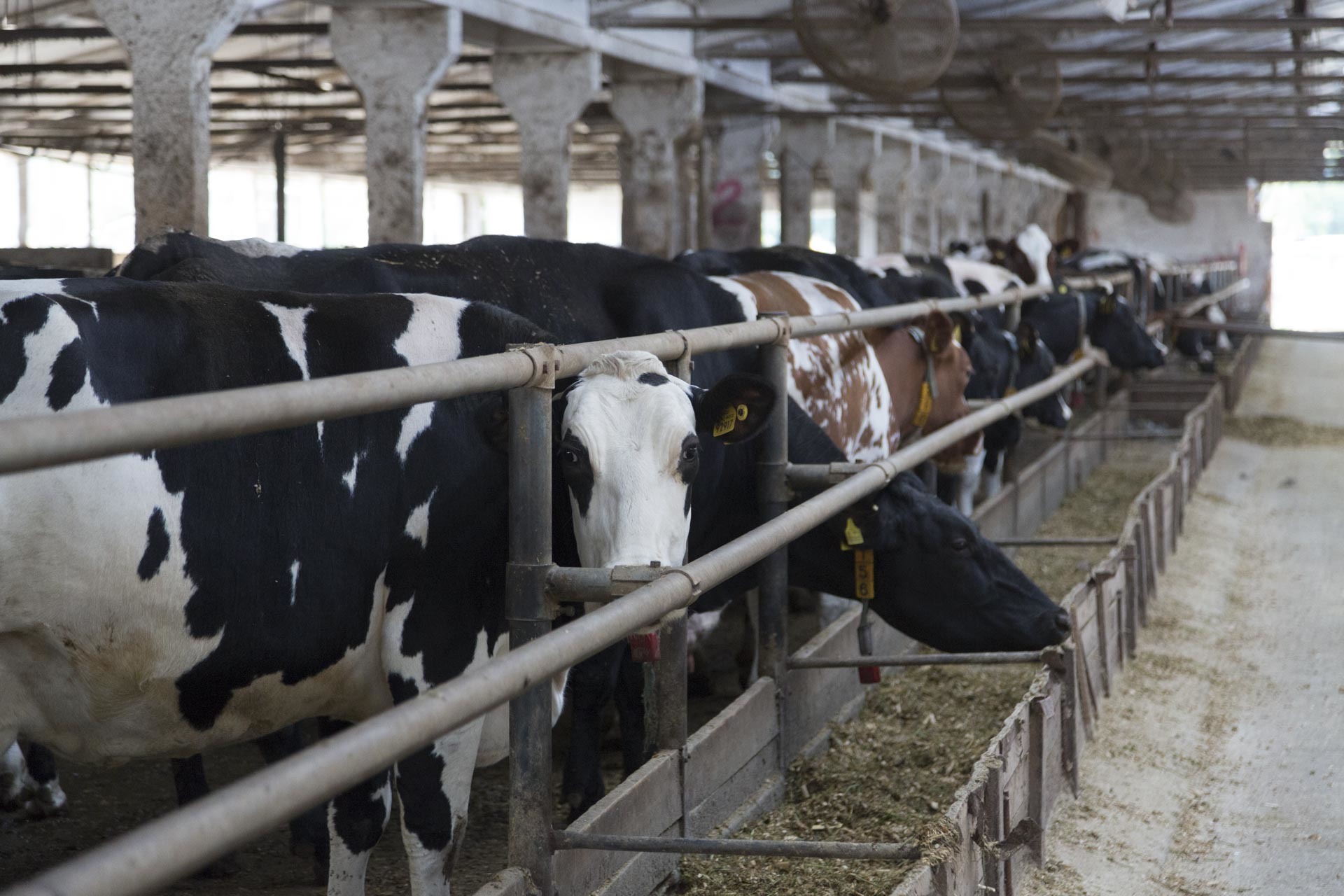 The cooperative sells quality meat from its own production